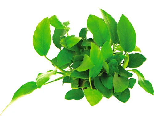 Dennerle Kleine Anubias (Anubias barteri var. nana) — productfoto van HORNBACH