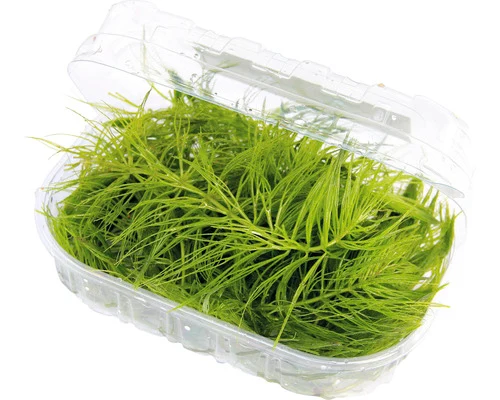 Dennerle Grof hoornblad (Ceratophyllum demersum) — productfoto van HORNBACH