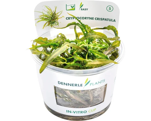 Dennerle Lange Cryptocoryne (Cryptocoryne crispatula) — productfoto van HORNBACH
