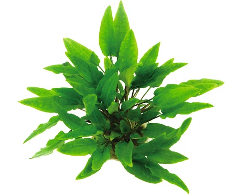 Dennerle Groene Cryptocoryne (Cryptocoryne wendtii ‘Green’) — productfoto van HORNBACH
