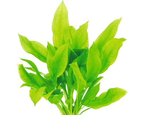 Dennerle Amazone-zwaardplant (Echinodorus grisebachii ‘Bleherae’) — productfoto van HORNBACH