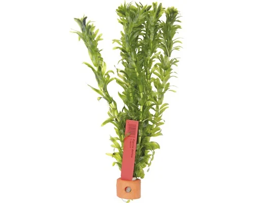 Dennerle Dichtbladige waterpest (Egeria densa) — productfoto van HORNBACH