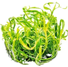 Dennerle Sterrenkruid (Heteranthera zosterifolia) — productfoto van HORNBACH