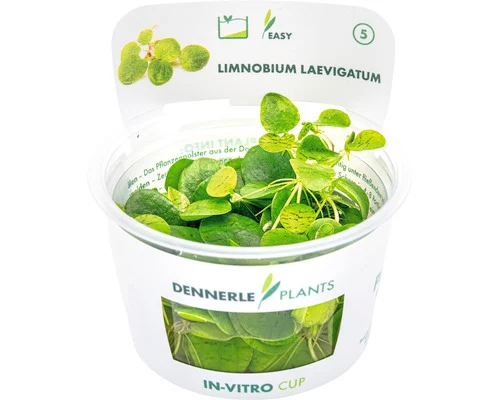 Dennerle Amazone-kikkerbeet (Limnobium laevigatum) — productfoto van HORNBACH