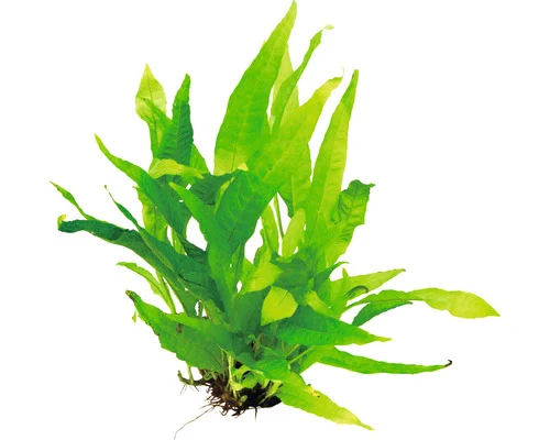 Dennerle Java-varen (Microsorum pteropus) — productfoto van HORNBACH
