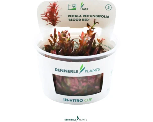Dennerle Rotala ‘Blood Red’ · kweekvorm (Rotala rotundifolia ‘Blood Red’) — productfoto van HORNBACH