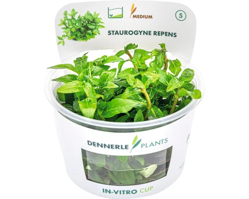 Dennerle Compacte oeverplant (Staurogyne repens) — productfoto van HORNBACH