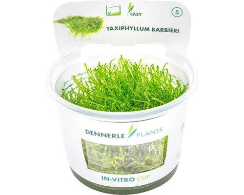 Dennerle Java-mos / Bogor-mos (Taxiphyllum barbieri) — productfoto van HORNBACH