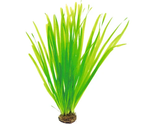 Dennerle Vallisneria (Vallisneria spiralis) — productfoto van HORNBACH