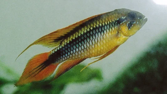 Agassizii - blauw / goud / rood (Apistogramma agassizii)