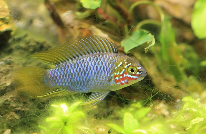Borellii - blauw / geel, Opal (Apistogramma borellii)