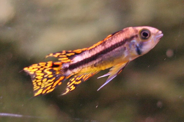Kakadoe - oranje / rood (Apistogramma cacatuoides)
