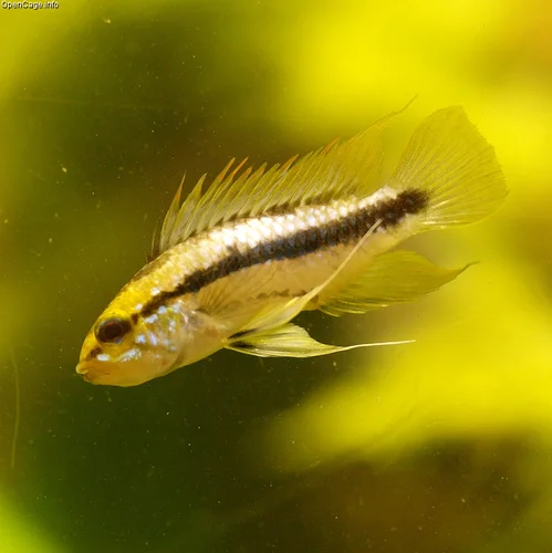 Drieband-dwergcichlide (Apistogramma trifasciata)