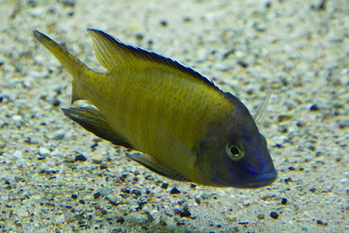Peacock Usisya - geel / blauw (Aulonocara stuartgranti)