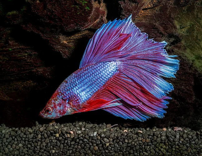 Siamese kempvis (Betta splendens)
