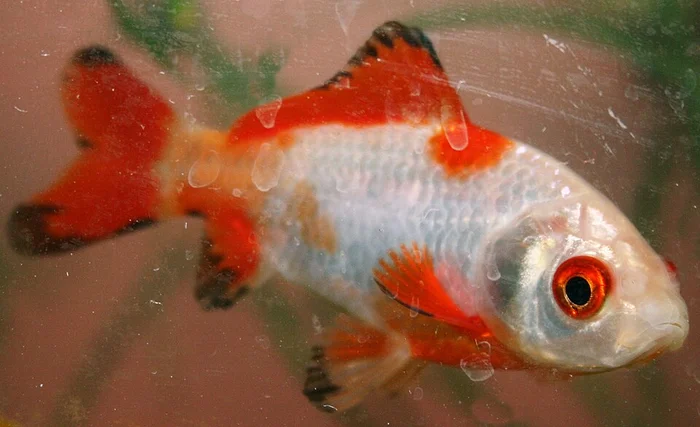 Sarasa comet - rood / wit (Carassius auratus)