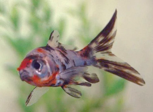 Shubunkin - bont gekleurd (Carassius auratus)