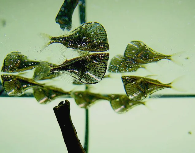 Zwartvleugelbijlzalm (Carnegiella marthae)