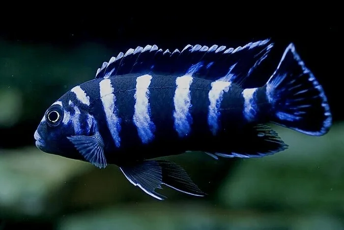 Demasoni - blauw gestreept (Chindongo demasoni)