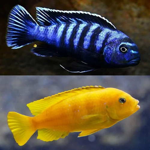 Saulosi - blauw en geel (Chindongo saulosi)