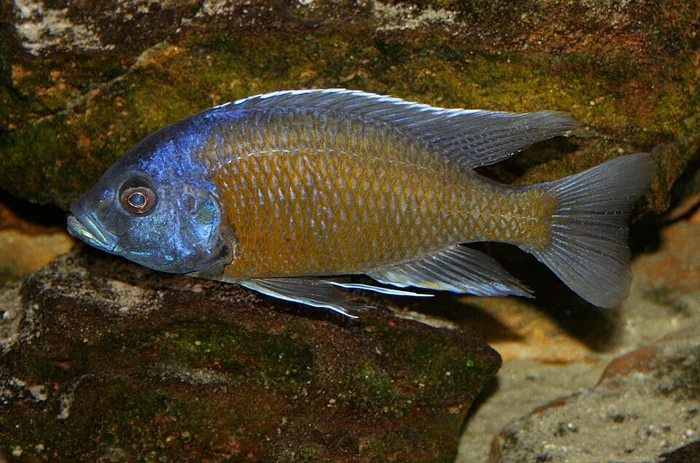 Borleyi Kadango - koper / blauw (Copadichromis borleyi)