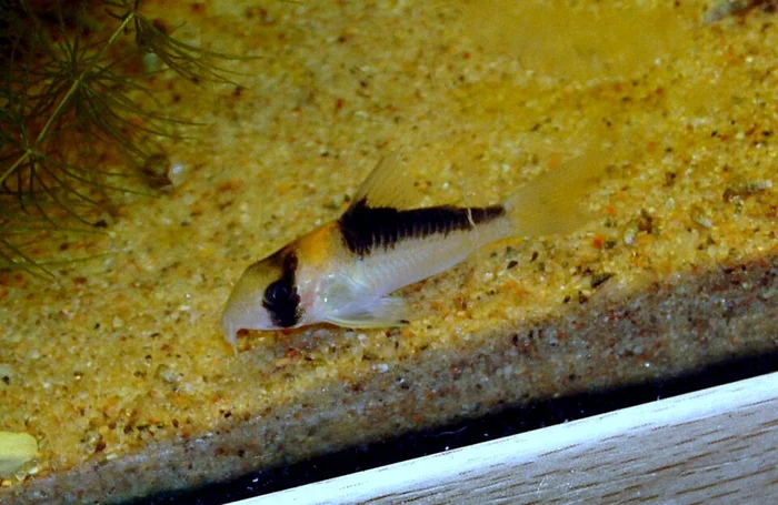 Adolfo-pantsermeerval (Corydoras adolfoi)