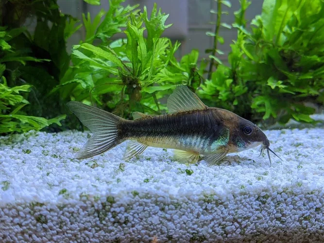 Bronzen pantsermeerval (Corydoras aeneus)