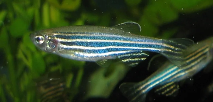Zebradanio - gestreept (Danio rerio)