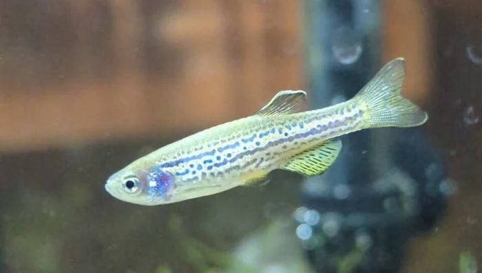 Panter-/leoparddanio - gevlekt (Danio rerio var. frankei)