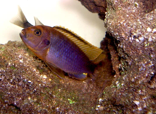 Roestcichlide - roest/paars (Iodotropheus sprengerae)