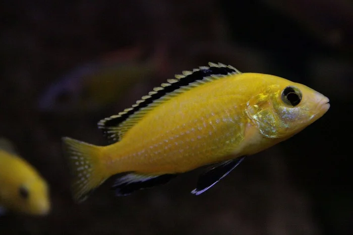 Yellow - geel (Labidochromis caeruleus)