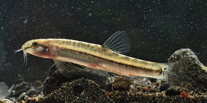 Hasselts modderkruiper (Lepidocephalichthys hasselti)