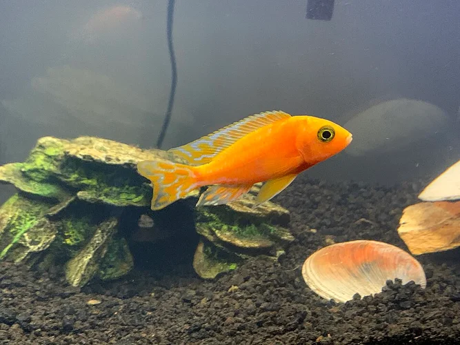 Rode zebra - oranje / blauw (Maylandia estherae)