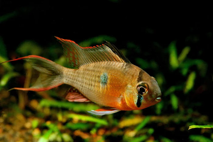 Boliviaanse vlindercichlide (Mikrogeophagus altispinosus)