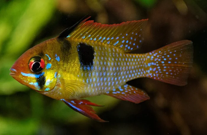 Ramirezi - blauw / geel / rood (Mikrogeophagus ramirezi)