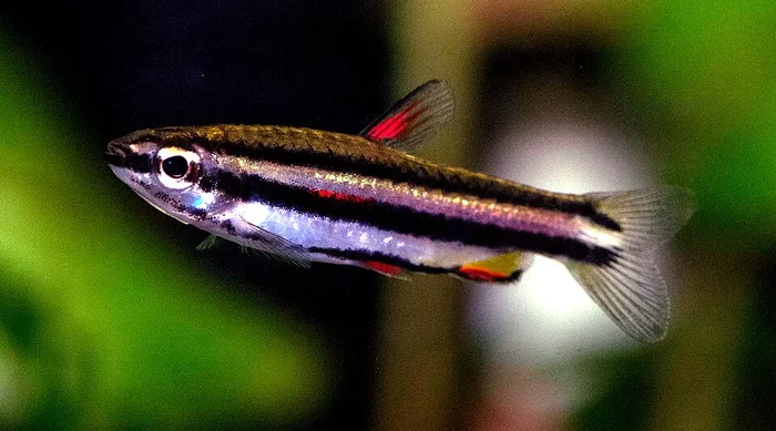 Dwergpotloodvis (Nannostomus marginatus)
