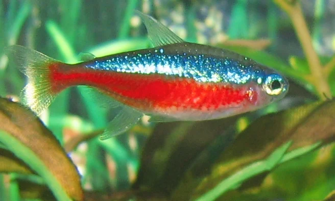 Kardinaaltetra (Paracheirodon axelrodi)