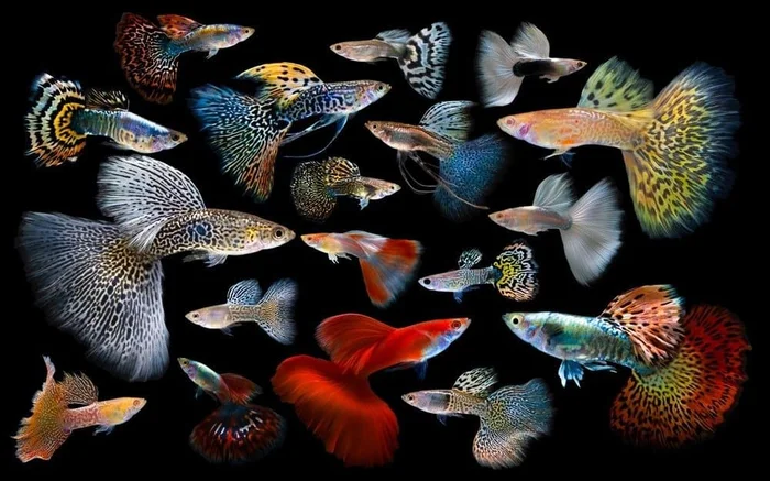 Guppy - kleurrijke mannen (Poecilia reticulata)