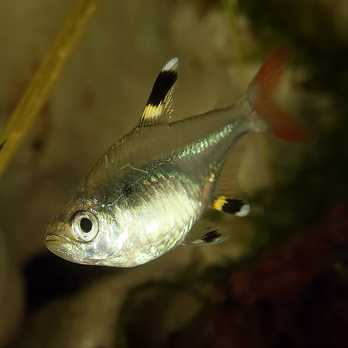 Pristella / waterputtertje (Pristella maxillaris)