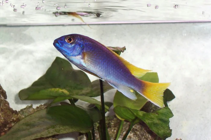 Acei - blauw-violet / geel (Pseudotropheus sp. acei)
