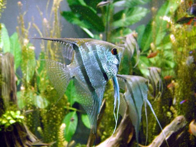 Maanvis (Pterophyllum scalare)