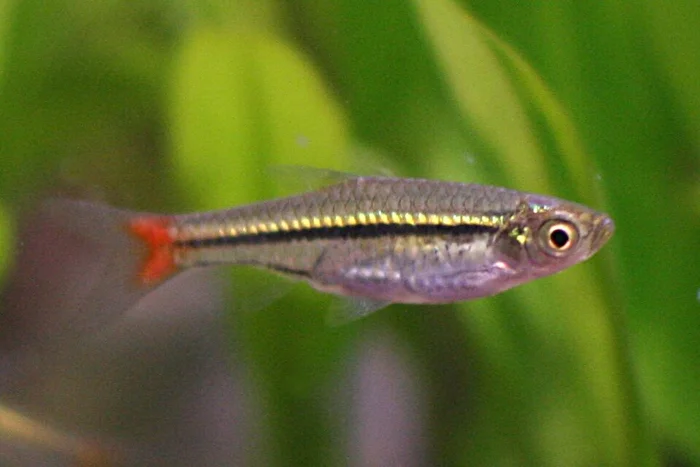 Roodstaartrasbora (Rasbora borapetensis)