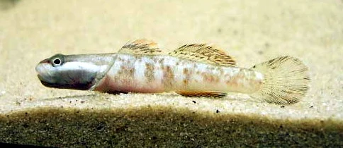 Witwanggrondel (Rhinogobius duospilus)