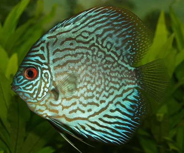 Discus (Symphysodon spp.)