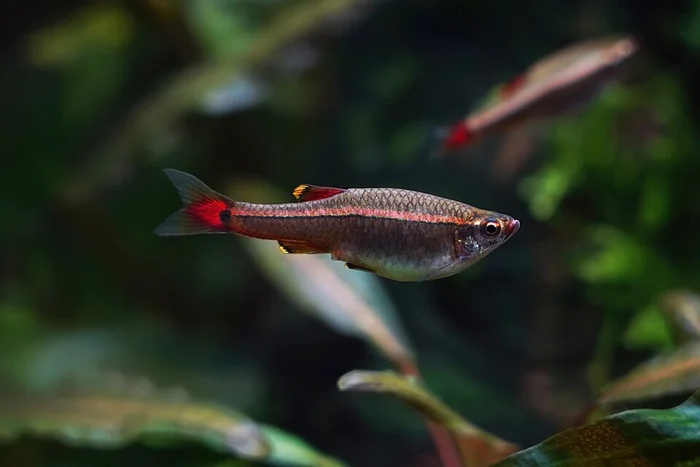 Chinese danio (Tanichthys albonubes)