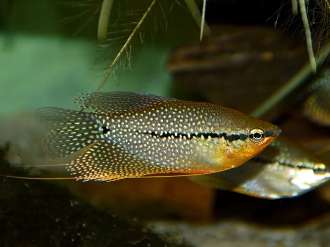 Diamantgoerami (Trichopodus leerii)