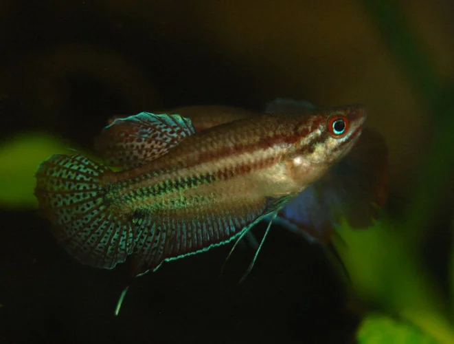 Knorgoerami (Trichopsis vittata)