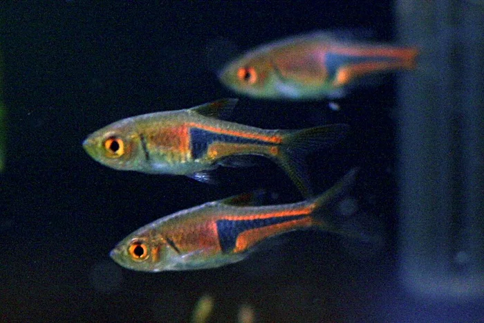 Espei-rasbora · schoolvisalternatief (Trigonostigma espei)