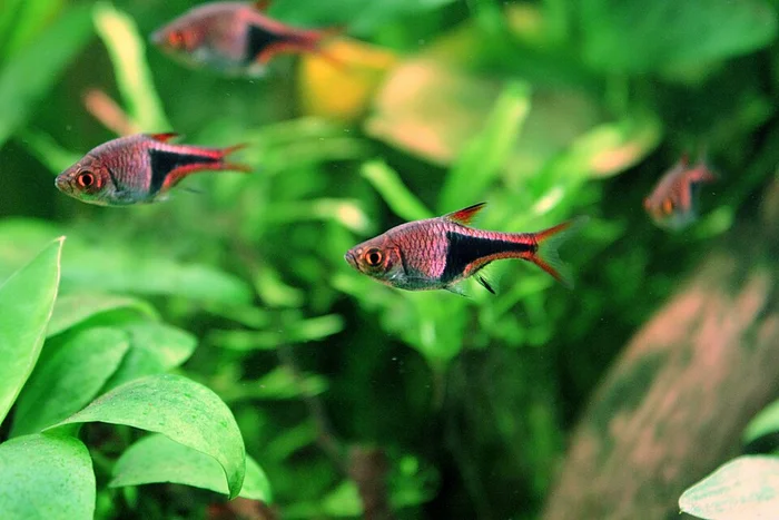 Kegelvlekbarbeel (Trigonostigma heteromorpha)